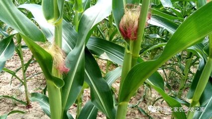 買玉米種子別犯難，掌握這幾招輕松選對好種